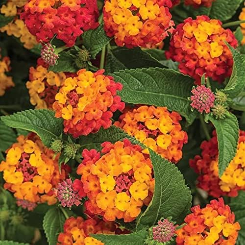 100 Stück gemischte Lantana-Blumensamen 100 Stück gemischte Lantana-Blumensamen von metechondra