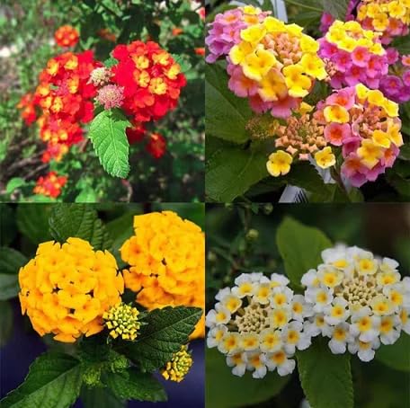 100 Stück gemischte Lantana-Blumensamen von metechondra