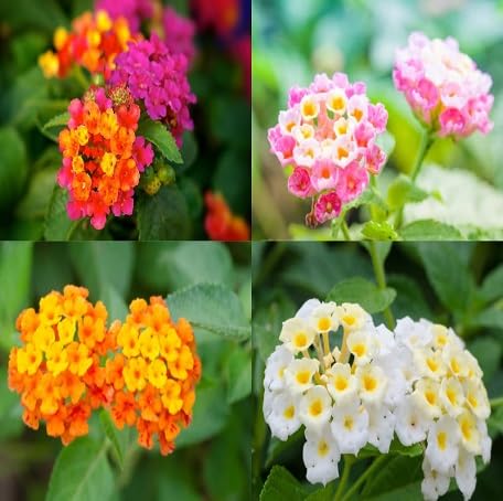 100 Stück gemischte Lantana-Blumensamen 100 Stück gemischte Lantana-Blumensamen von metechondra