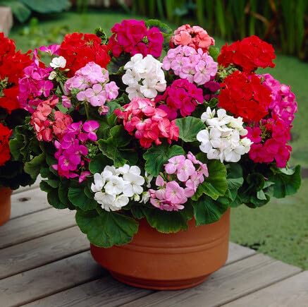 100 Stück gemischte Pelargonien-Blumensamen 100 Stück gemischte Pelargonien-Blumensamen von metechondra