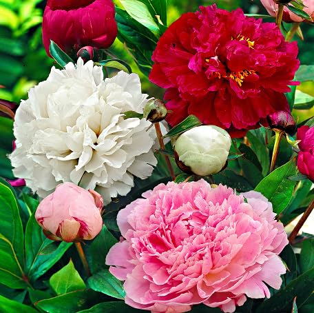 100 Stück gemischte Pfingstrosenblumensamen 100 Stück gemischte Pfingstrosenblumensamen von metechondra