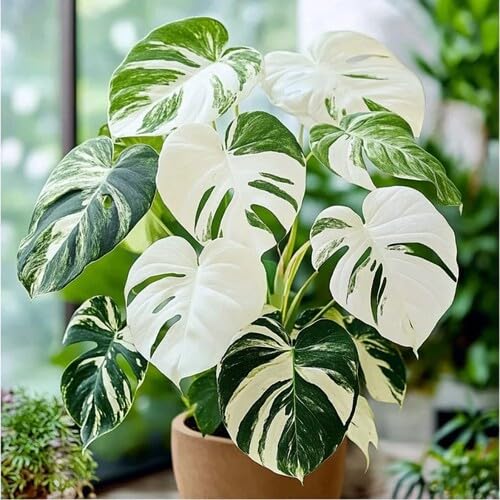 100 Stück grün-weiße Monstera-Pflanzensamen 100 Stück grün-weiße Monstera-Pflanzensamen von metechondra