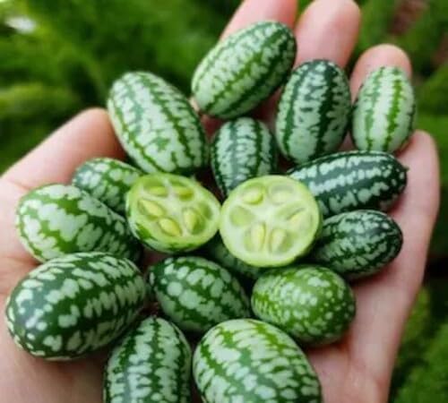 100 Stück grüne Cucamelon-Fruchtsamen 100 Stück grüne Cucamelon-Fruchtsamen von metechondra
