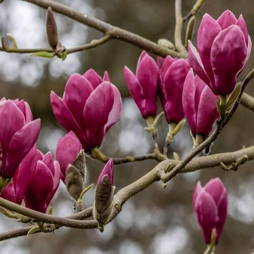 100 Stück lila Magnolien-Blumensamen von metechondra