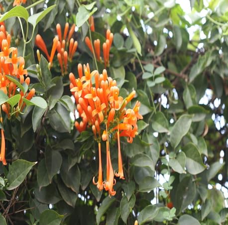 100 Stück neue frische Pyrostegia Blumensamen Orange 100 Stück neue frische Pyrostegia Blumensamen Orange von metechondra