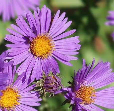 100 Stück neue frische lila Symphyotrichum novae-angliae Blumensamen 100 Stück neue frische lila Symphyotrichum novae-angliae Blumensamen von metechondra