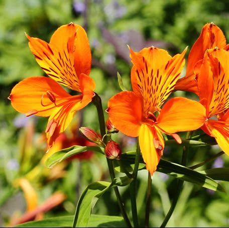 100 Stück orange Alstroemeria-Blumensamen von metechondra
