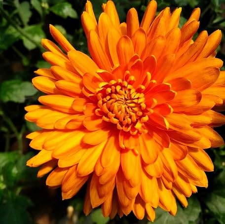 100 Stück orange Chrysanthemen-Blumensamen von metechondra