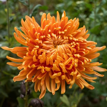 100 Stück orange Chrysanthemen-Blumensamen von metechondra