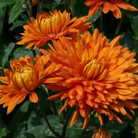 100 Stück orange Chrysanthemen-Blumensamen von metechondra