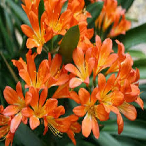 100 Stück orange Clivia-Blumensamen von metechondra