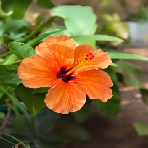 100 Stück orange Hibiskusblütensamen von metechondra