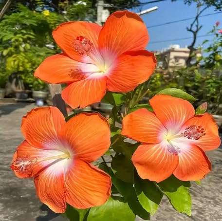 100 Stück orange Hibiskusblütensamen von metechondra