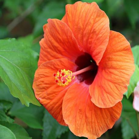 100 Stück orange Hibiskusblütensamen von metechondra