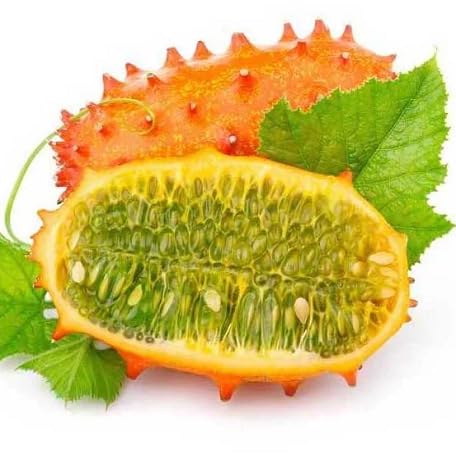 100 Stück orange Kiwano-Fruchtsamen von metechondra