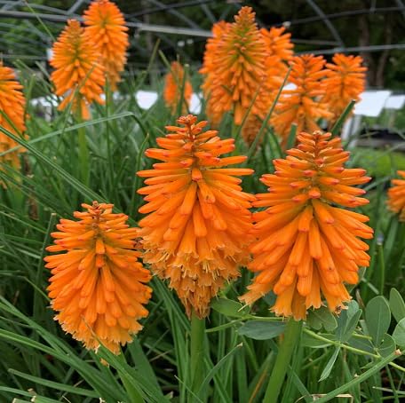 100 Stück orange Kniphofia Blumensamen von metechondra