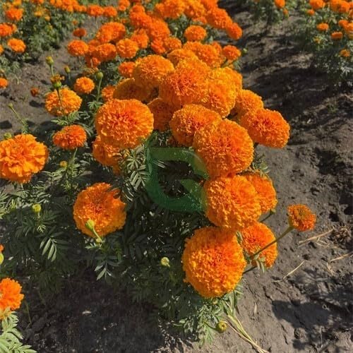 100 Stück orange Ringelblumensamen von metechondra