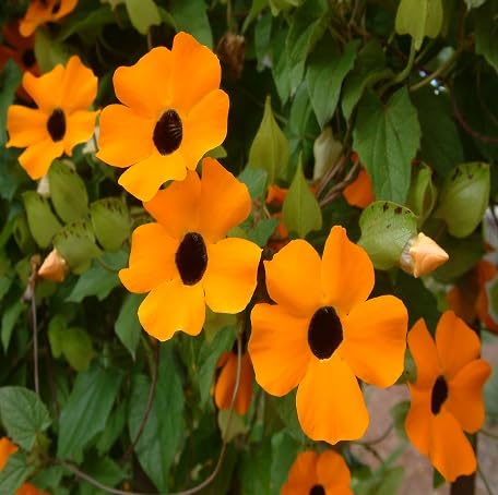 100 Stück orange Thunbergia-Blumensamen von metechondra