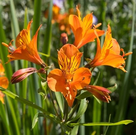 100 Stück orangefarbene Alstroemeria-Blumensamen von metechondra