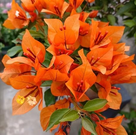 100 Stück orangefarbene Bougainvillea-Blumensamen von metechondra