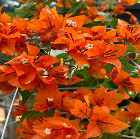 100 Stück orangefarbene Bougainvillea-Blumensamen 100 Stück orangefarbene Bougainvillea-Blumensamen von metechondra