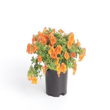 100 Stück orangefarbene Calibrachoa-Blumensamen von metechondra