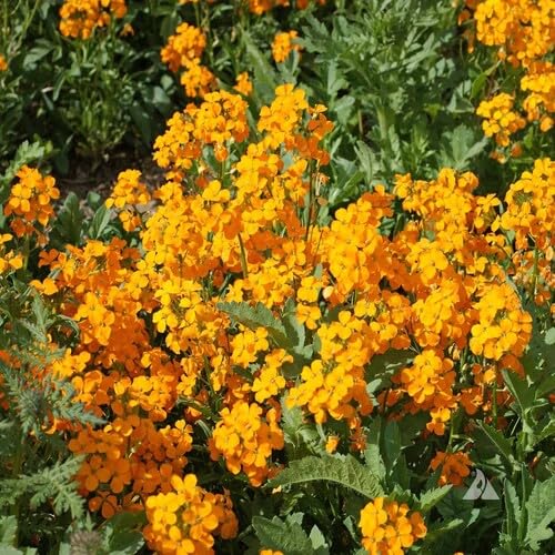 100 Stück orangefarbene Cheiranthus-Blumensamen von metechondra