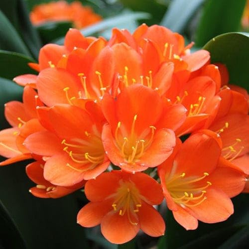 100 Stück orangefarbene Clivia-Blumensamen 100 Stück orangefarbene Clivia-Blumensamen von metechondra