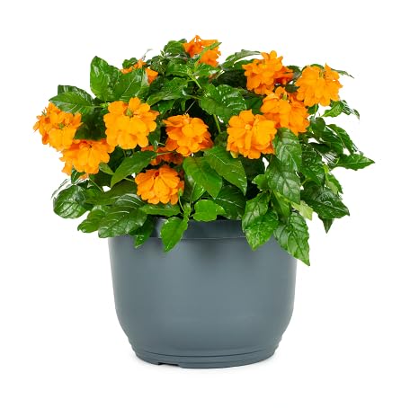 100 Stück orangefarbene Crossandra-Blumensamen von metechondra