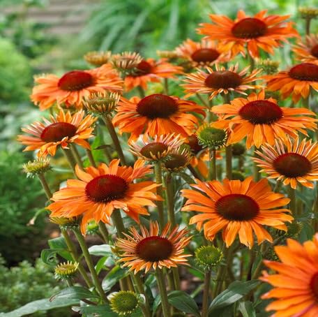 100 Stück orangefarbene Echinacea-Blumensamen von metechondra