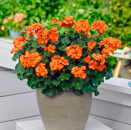 100 Stück orangefarbene Geranien-Blumensamen von metechondra