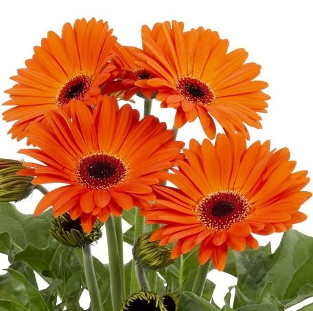 100 Stück orangefarbene Gerbera-Blumensamen von metechondra