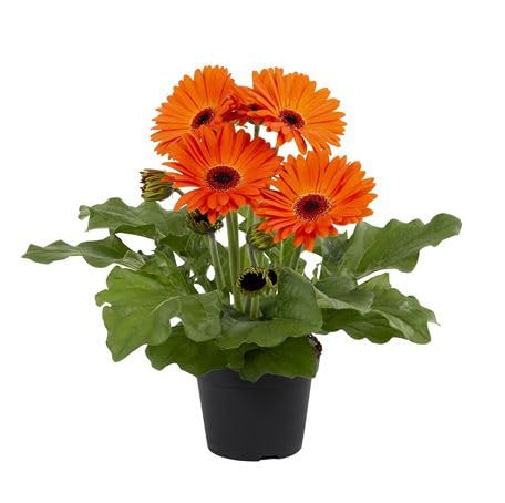 100 Stück orangefarbene Gerbera-Blumensamen 100 Stück orangefarbene Gerbera-Blumensamen von metechondra