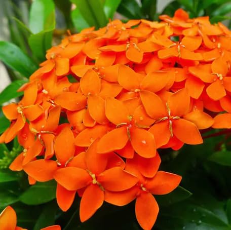 100 Stück orangefarbene Ixora-Blumensamen von metechondra