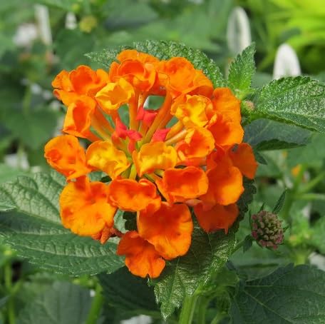 100 Stück orangefarbene Lantana-Blumensamen von metechondra