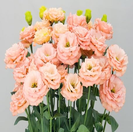 100 Stück orangefarbene Lisianthus-Blumensamen 100 Stück orangefarbene Lisianthus-Blumensamen von metechondra