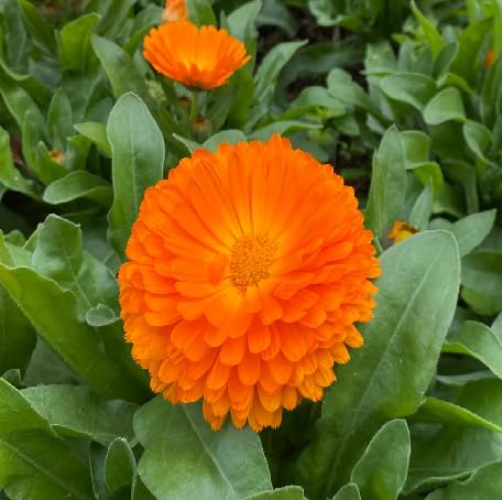 100 Stück orangefarbene Ringelblumensamen von metechondra