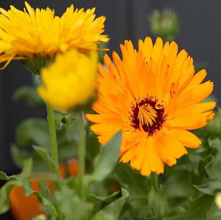 100 Stück orangefarbene Ringelblumensamen von metechondra