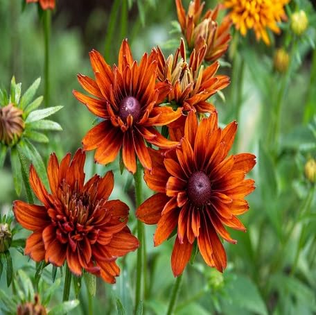 100 Stück orangefarbene Rudbeckia-Blumensamen von metechondra