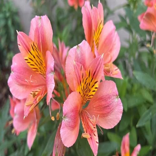 100 Stück rosa Alstroemeria-Blumensamen von metechondra