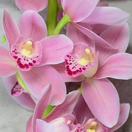 100 Stück rosa Cymbidium-Blumensamen 100 Stück rosa Cymbidium-Blumensamen von metechondra
