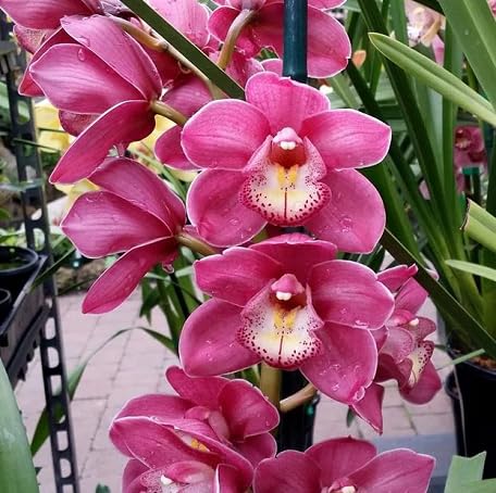 100 Stück rosa Cymbidium-Blumensamen 100 Stück rosa Cymbidium-Blumensamen von metechondra