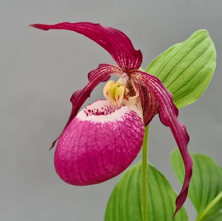 100 Stück rosa Cypripedium-Blumensamen von metechondra