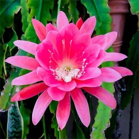 100 Stück rosa Epiphyllum-Blumensamen 100 Stück rosa Epiphyllum-Blumensamen von metechondra