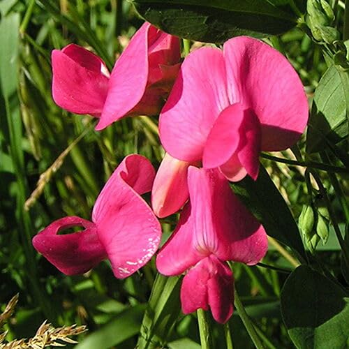 100 Stück rosa Lathyrus-Blumensamen von metechondra