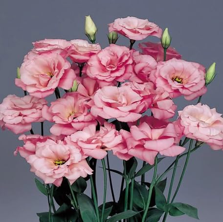 100 Stück rosa Lisianthus-Blumensamen 100 Stück rosa Lisianthus-Blumensamen von metechondra