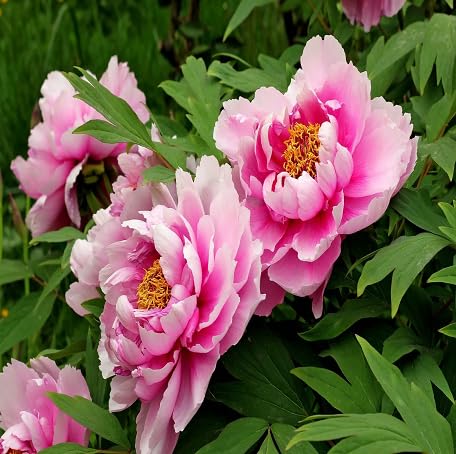 100 Stück rosa Pfingstrosen-Blumensamen von metechondra