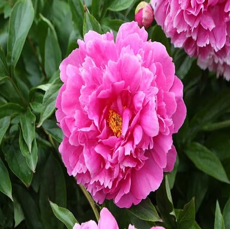 100 Stück rosa Pfingstrosen-Blumensamen von metechondra