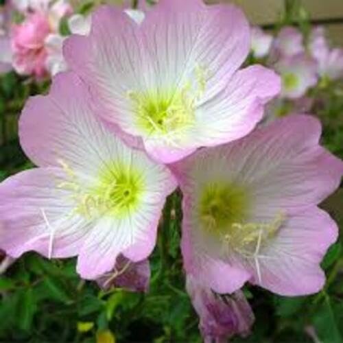 100 Stück rosa Primel-Blumensamen 100 Stück rosa Primel-Blumensamen von metechondra