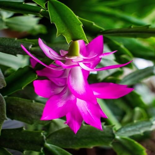 100 Stück rosa Schlumbergera-Blumensamen von metechondra